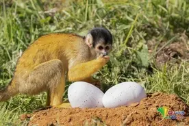 英国动物园模拟恐龙入侵 松鼠猴受到了惊吓图片