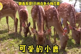 通体雪白！陕西发现1只纯白色小梅花鹿视频封面