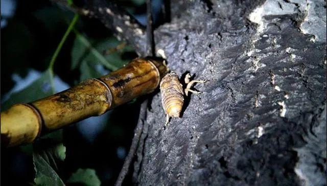 绿容专家聊节气 丨 大暑听虫,不停鸣叫的知了,ta们到底在"吱"什么?