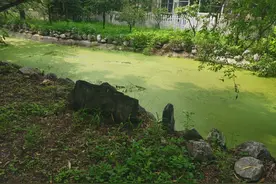 小心黑花蚊出没！社区蚊虫肆虐多是这些原因……图片