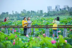 央视点赞！今日，遂宁的荷花“开遍”全世界图片