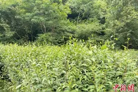 探访白果树湾村：好日子伴着茶香来图片