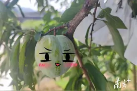 来吃“我”！一只来自广东乐昌的“绿宝石”柰李图片