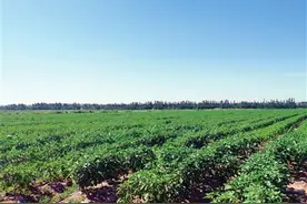 月牙湖乡：小辣椒撑起大产业图片