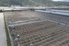苍南：“烟花”逼近 种植户加固大棚做好防范图片