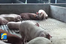 问政山东｜养猪户贷款申请3月仍在补充材料 省地方金融监管局：建信用体系 让涉农贷款不再难图片