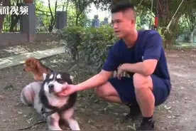 谁家的狗走丢了快来认领！阿拉斯加犬迷路跑消防站求助图片