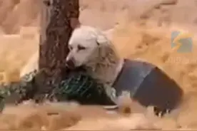 暴雨中狗狗独自躲在树后艰难求生，无助的样子让人心疼图片