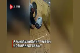 难管的孩子！英男子想把八只貂放进笼子 不料其反复跑出来图片