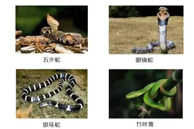 被五步蛇一口咬进医院，男子一条手臂差点保不住图片