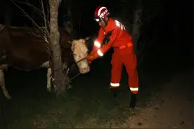 内蒙古一头牛受惊失控，四处狂奔见人就顶！消防员成功将其制服图片