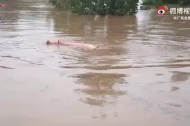 用力活着！河南新乡“猪坚强”水中奋力游泳自救图片