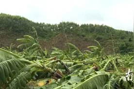 阳东区大八镇全力做好香蕉基地复产工作图片