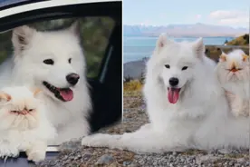 神仙友谊！“笑脸狗”和“不爽猫”竟成亲密好友图片