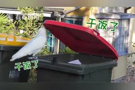 适者生存！悉尼鹦鹉如此干饭 会开箱的地位更高图片