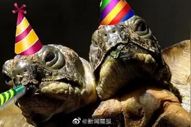日本惊现基因突变双头龟？不稀奇，世界最年长双头龟将迎来24岁图片
