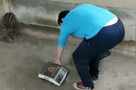 上海动物园新生南美貘宝宝闪亮登场，已双满月啦，出生时有点凶险，称重时逃跑｜暑假去哪玩图片