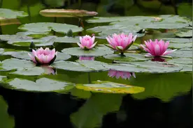 荷花莲花傻傻分不清？品清新诗词，给夏天降个温图片