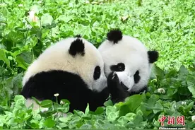 被“降级”还能“集万千宠爱于一身”？最萌外交官到底什么来头？图片