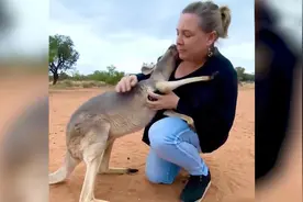 澳一袋鼠因幼时被人救过 15年间热爱拥抱人类图片