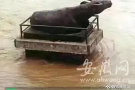 河南周口沙颍河水位下降：铁水牛挺住了图片