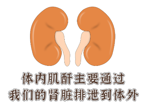 警惕！肝酶、血肌酐、血尿酸水平过低，或许是营养不良的征兆