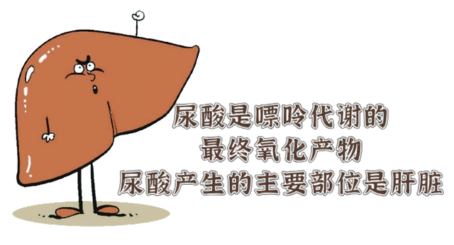 警惕！肝酶、血肌酐、血尿酸水平过低，或许是营养不良的征兆