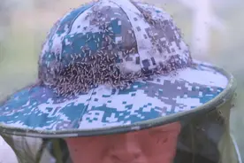 一巴掌能拍死一百多只蚊虫，这个地方的军犬有防蚊服啦图片