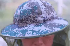 一巴掌能拍死一百多只蚊虫，这个地方的军犬有防蚊服啦图片