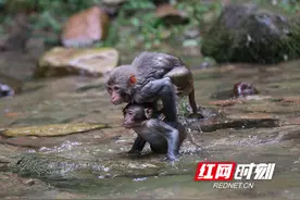 张家界国家森林公园：猕猴戏水觅清凉图片
