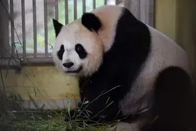 中国旅法大熊猫“欢欢”将诞下双胞胎图片