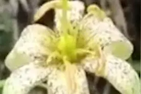 3株濒危野生绿花百合现身秦岭视频封面