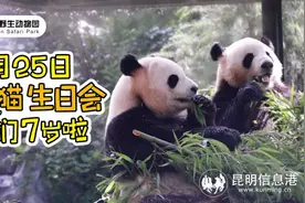 “猫粉”齐聚 云南野生动物园大熊猫欢乐过生日图片