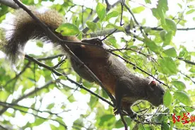 “每年要被吃掉1000多斤！”赤腹松鼠成了柑橘大盗，“人鼠矛盾”如何化解？图片