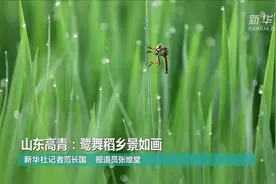 山东高青：鹭舞稻乡景如画视频封面