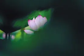 为荷而来图片