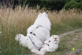 萨摩耶犬与猫咪成好友 微笑表情和暴躁脾气对比鲜明逗趣十足图片