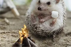 可爱刺猬成网红 洗澡闻香识花萌萌哒图片