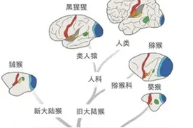 为啥“人之所以为人”？图片