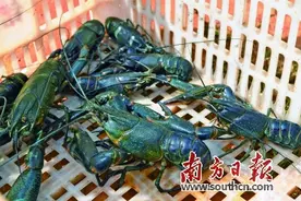 一“虾”激起千层浪 乡村振兴添动能图片
