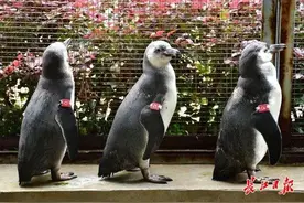 数量全国第一！改造中的武汉动物园多了14只洪氏环企鹅，每只还有“人设”图片