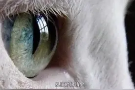 神一般的破案！一逃犯发了猫片，警方竟从猫眼里确定逃犯藏匿地点图片