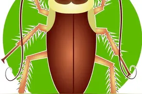 莫让你家变成蟑螂的天堂图片