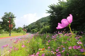盛夏渭滨，带你感受闹市里悠然宁静的田园生活~图片