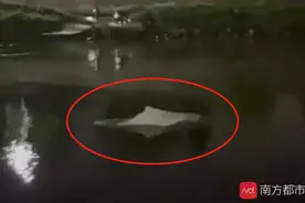 顺德水域疑似发现中华白海豚？官方：计划前往甘竹溪水域搜寻图片
