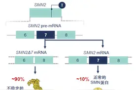 国内脊髓性肌萎缩症（SMA）疾病修正治疗的“倚天剑”和“屠龙刀”，你需要了解这些图片