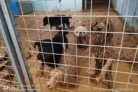 安阳一动保协会：暴雨致保护基地受损大量猫狗被困，亟需帮助图片