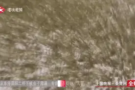 慎点！十堰男子桥下停车1小时，车上密密麻麻爬满的虫子图片