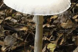 吃了野外采来的“白伞伞”，嘉兴20多岁情侣严重中毒救治希望渺茫！台风过后它们又将疯长，千万别采图片