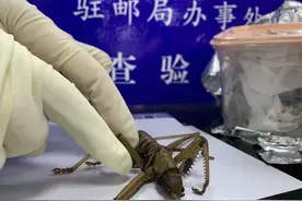 金陵海关查获活体捕螳传奇螽斯2只，系外来物种图片